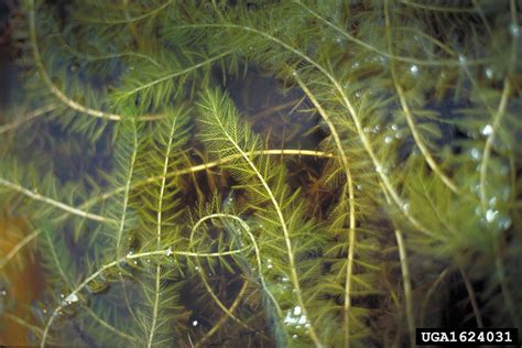 Eurasian watermilfoil 